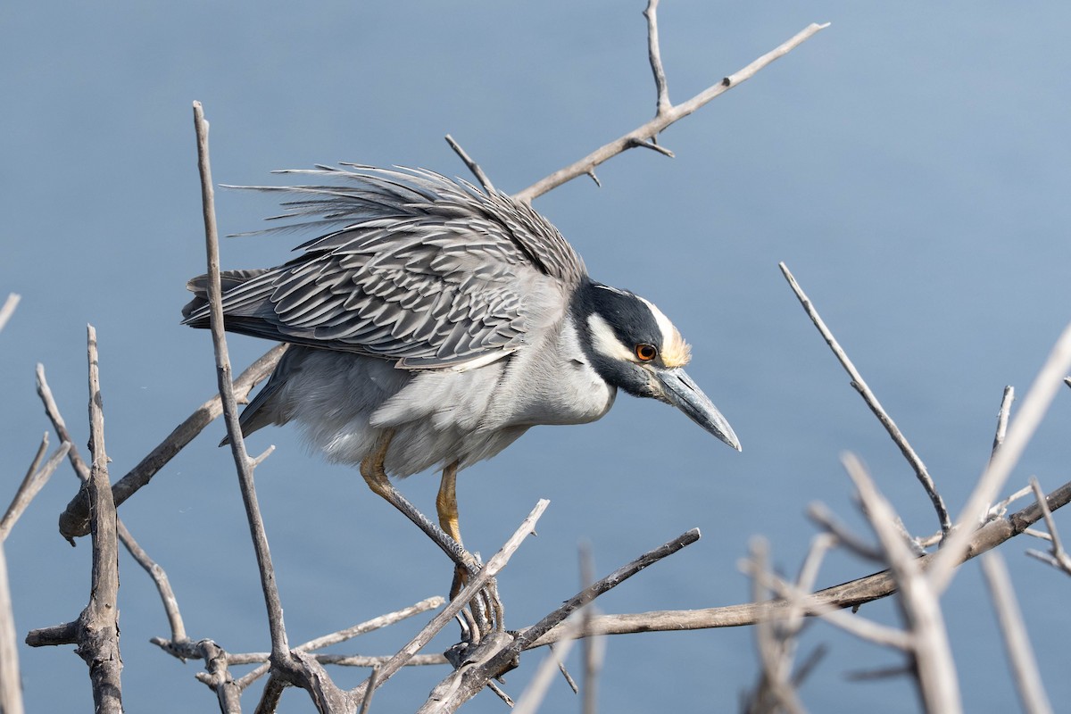 kvakoš žlutočelý - ML647239366