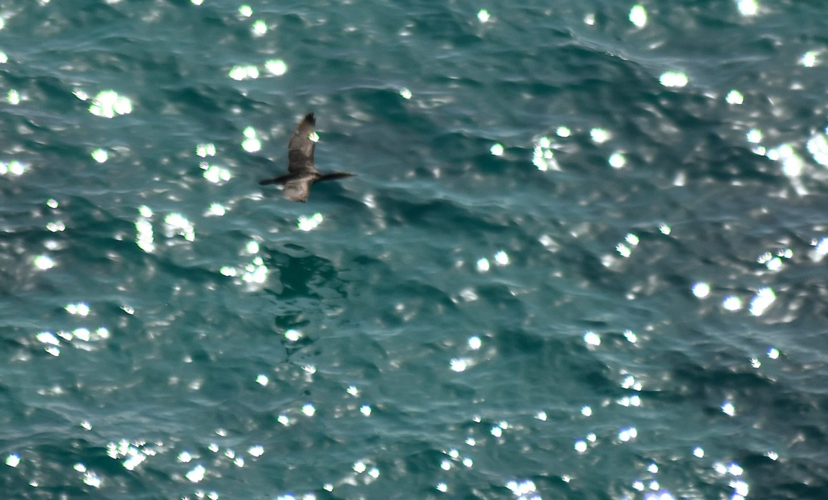 kormorán chocholatý - ML647239373