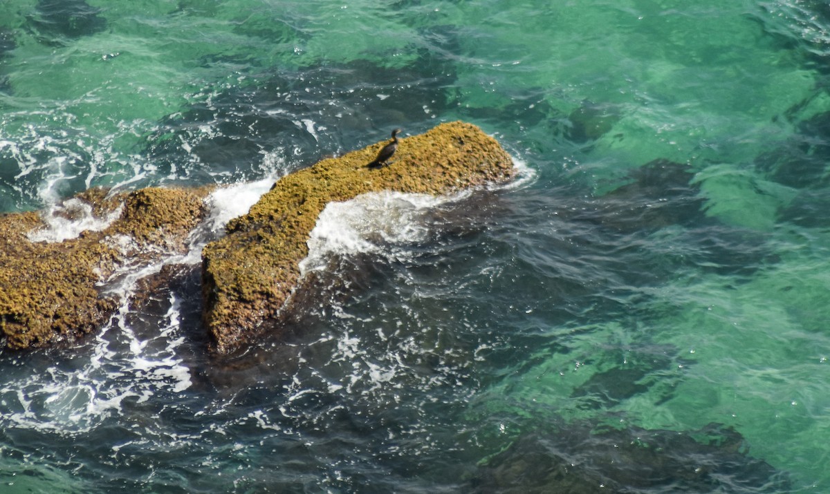 kormorán chocholatý - ML647239374