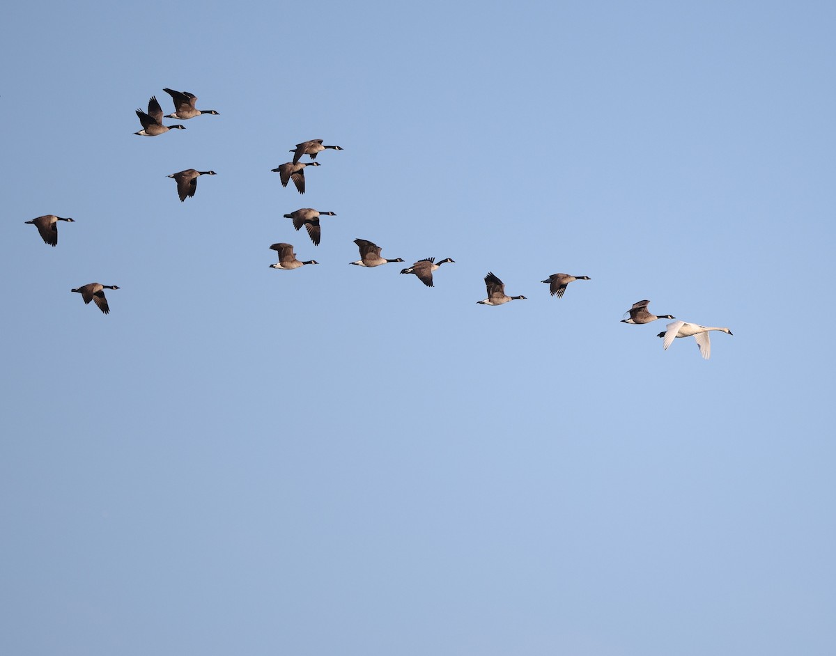 小天鵝(columbianus) - ML647239375