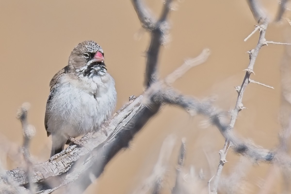 Scaly Weaver - ML647239376