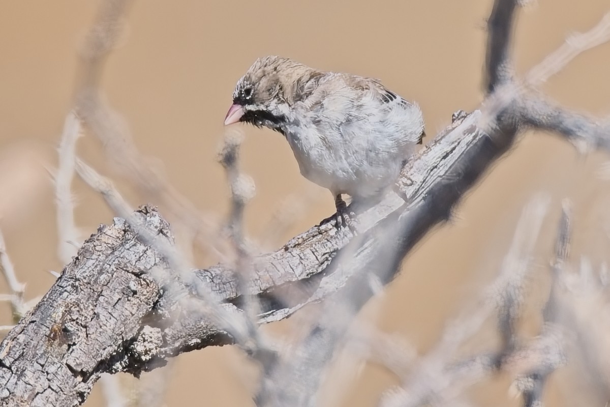 Scaly Weaver - ML647239377