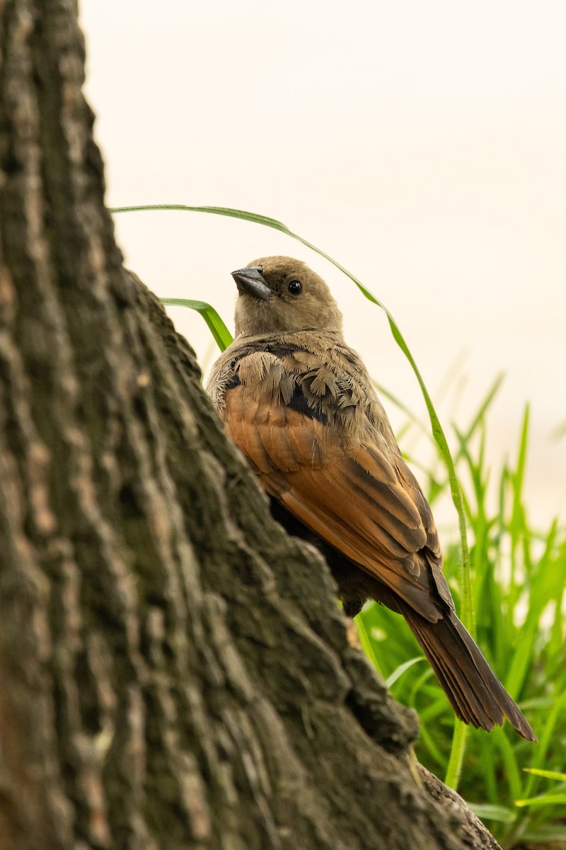 Screaming Cowbird - Ariel Cabrera Foix