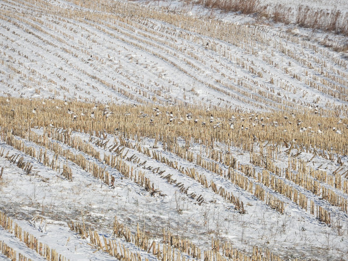 Snow Bunting - ML647239385