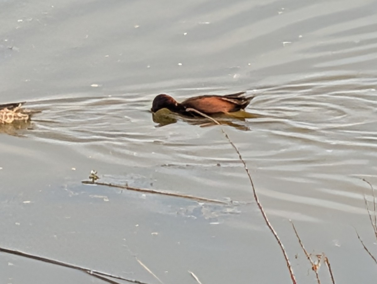 Cinnamon Teal - ML647239388