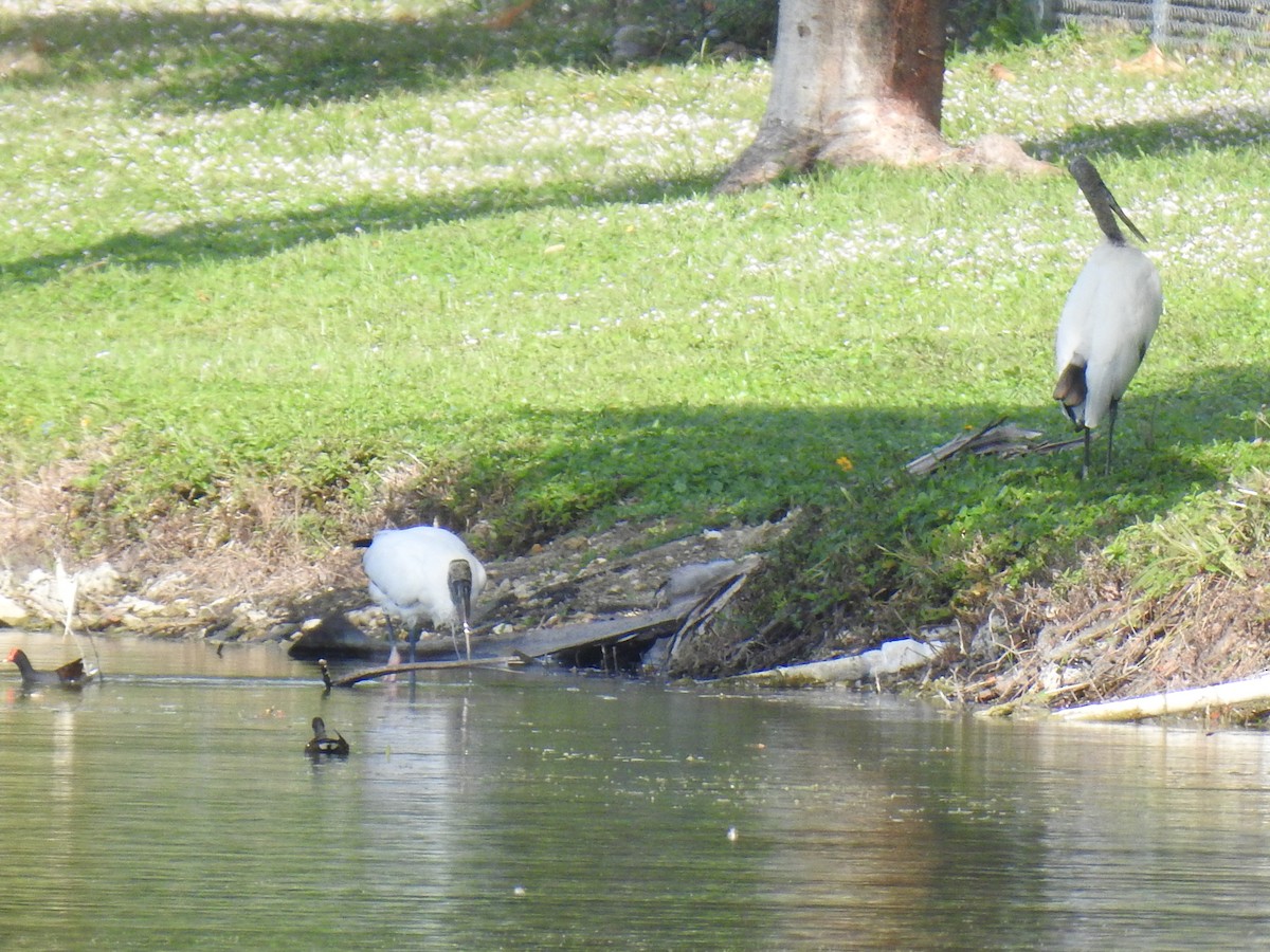 アメリカトキコウ - ML647239389