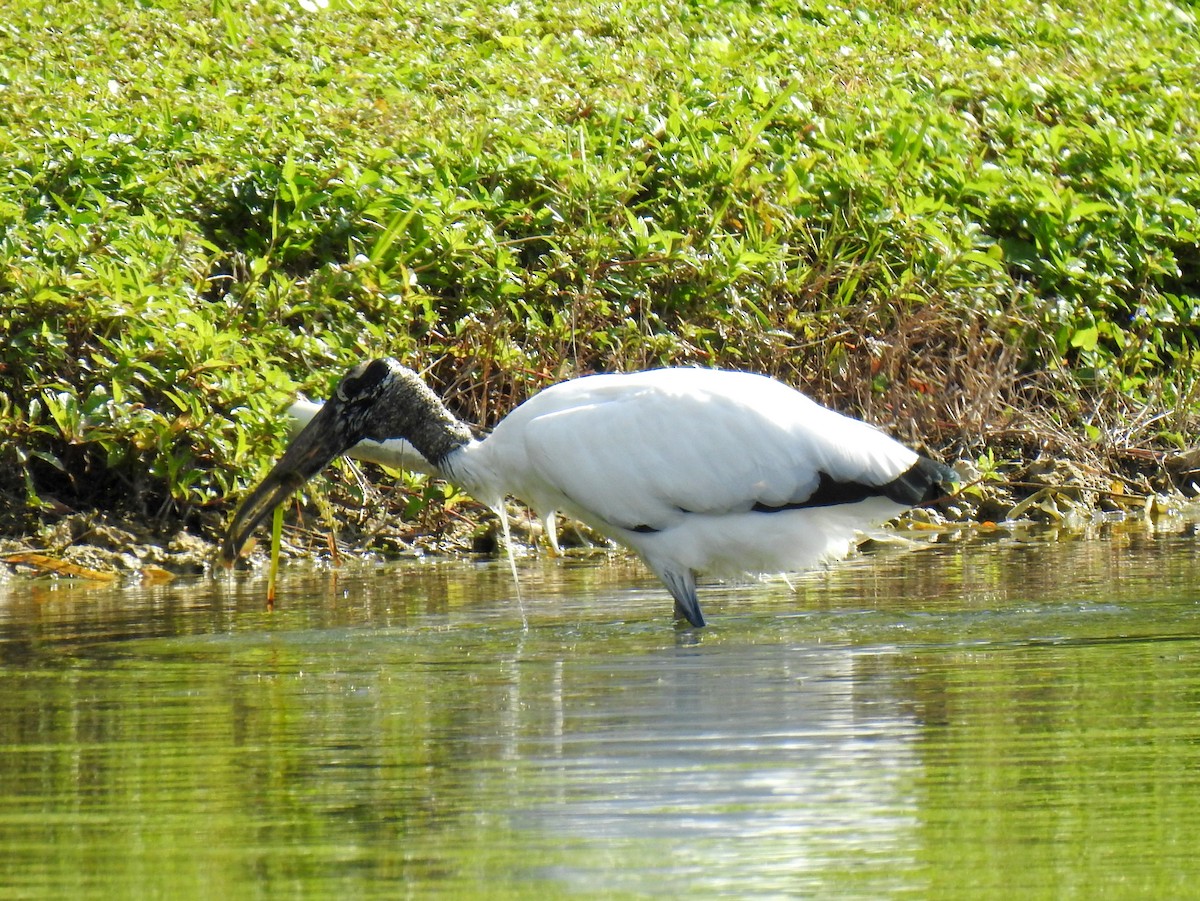 アメリカトキコウ - ML647239390