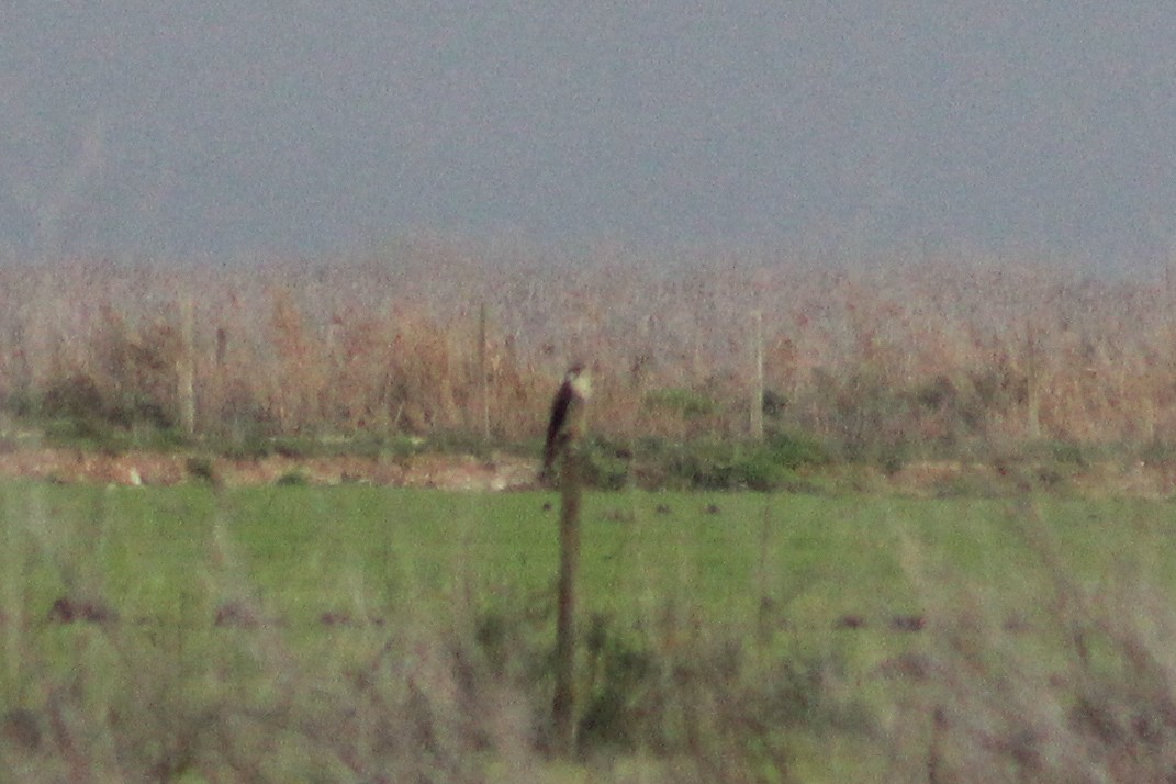 Halcón Peregrino - ML647239391