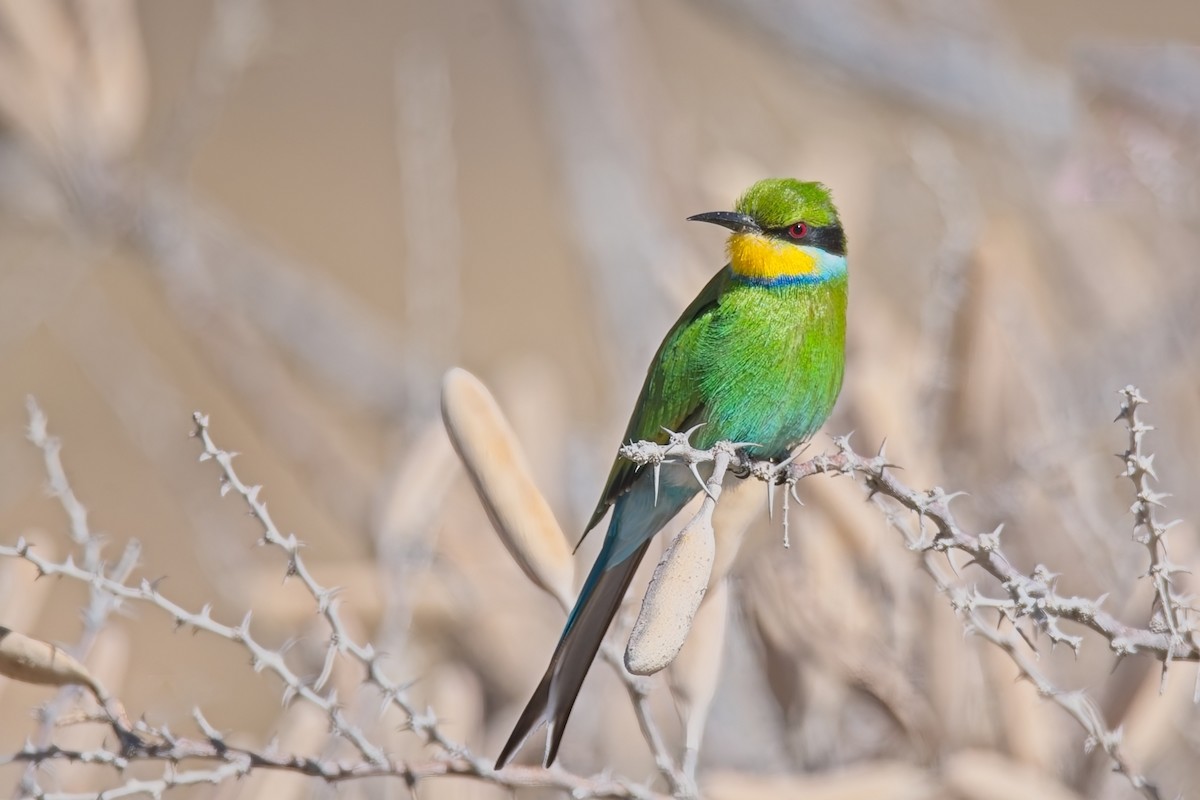 Swallow-tailed Bee-eater - ML647239393