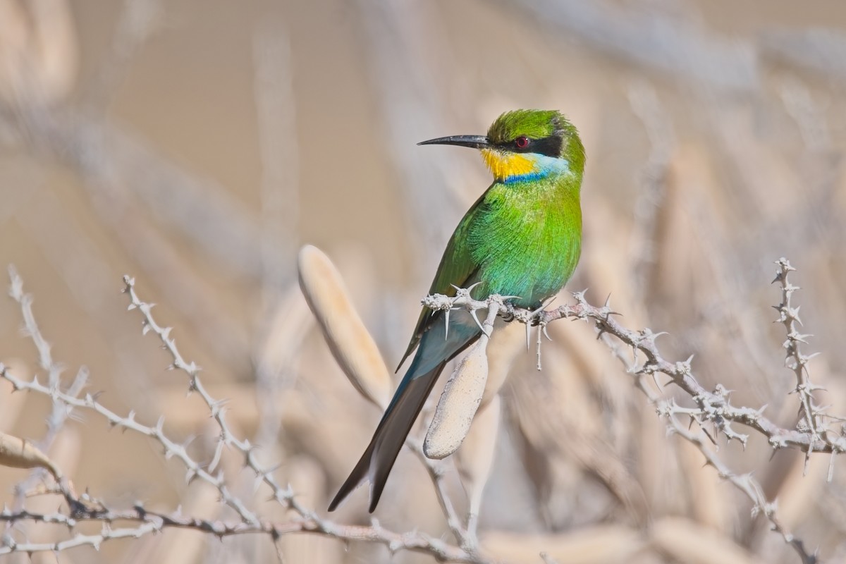 Swallow-tailed Bee-eater - ML647239394