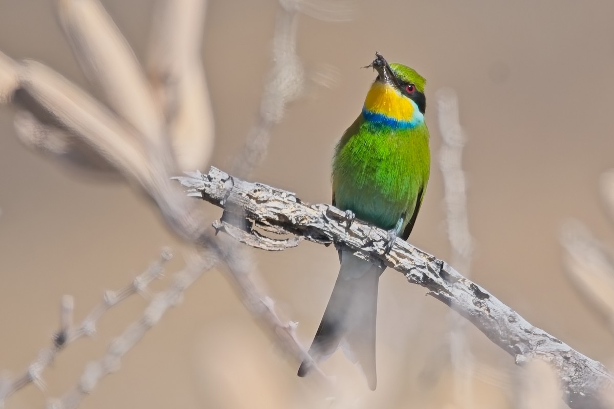 Swallow-tailed Bee-eater - ML647239395
