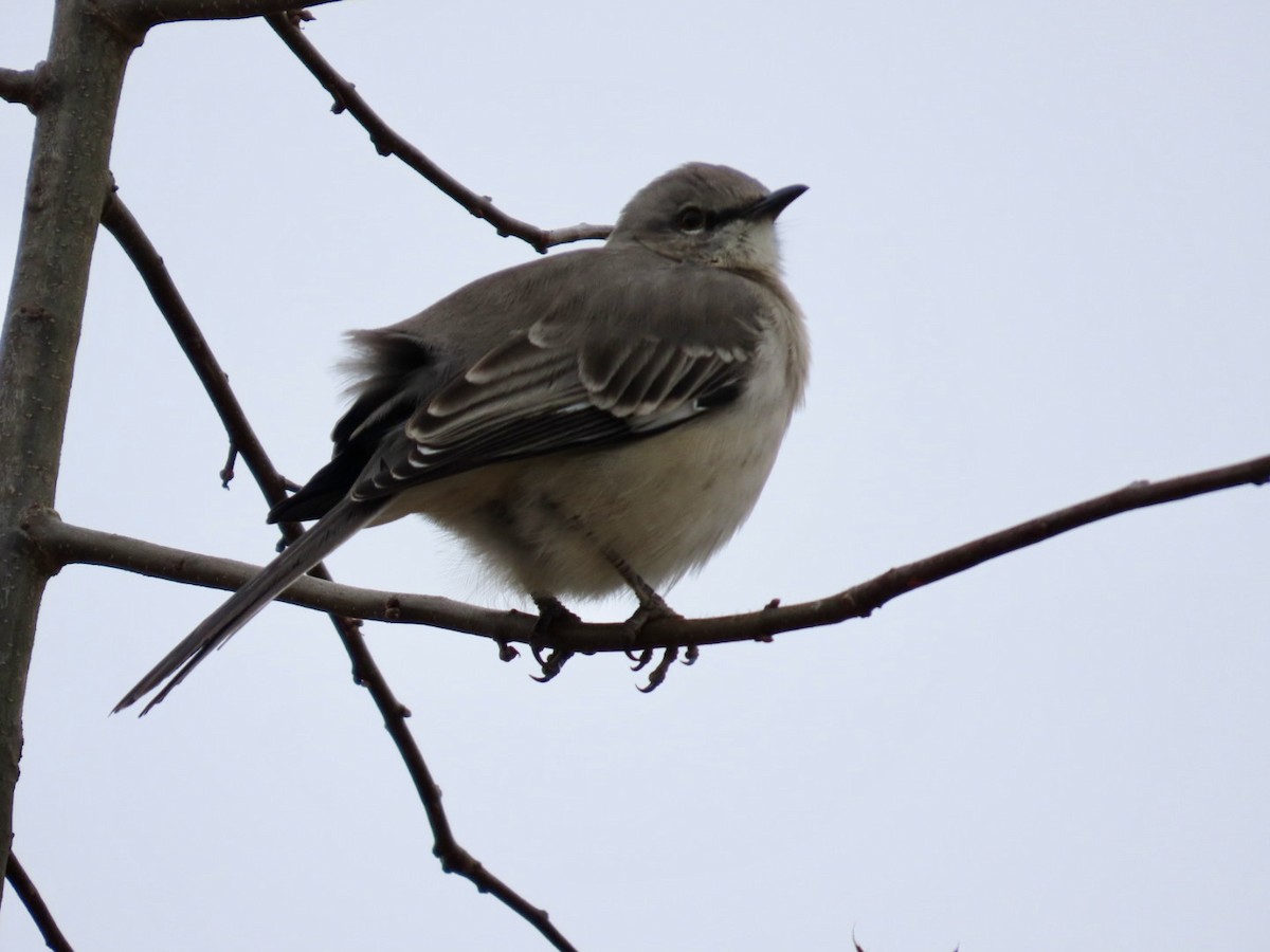 Northern Mockingbird - ML647239400