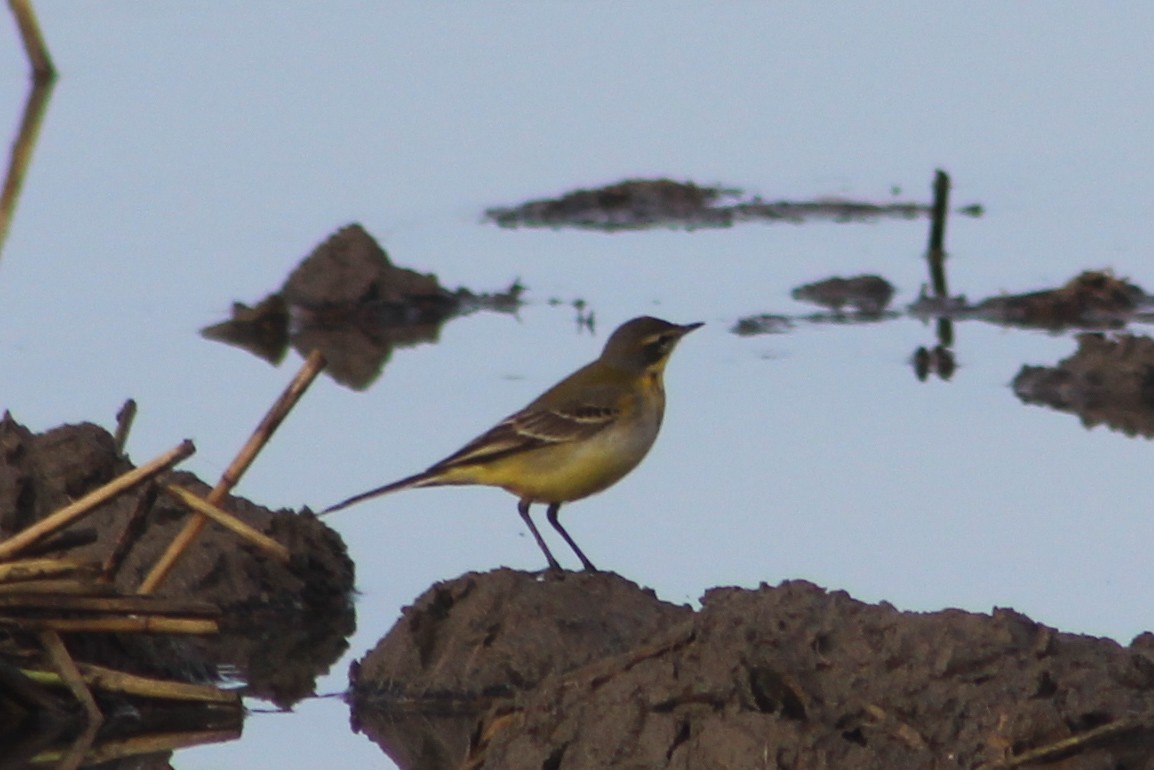 Lavandera Boyera - ML647239404