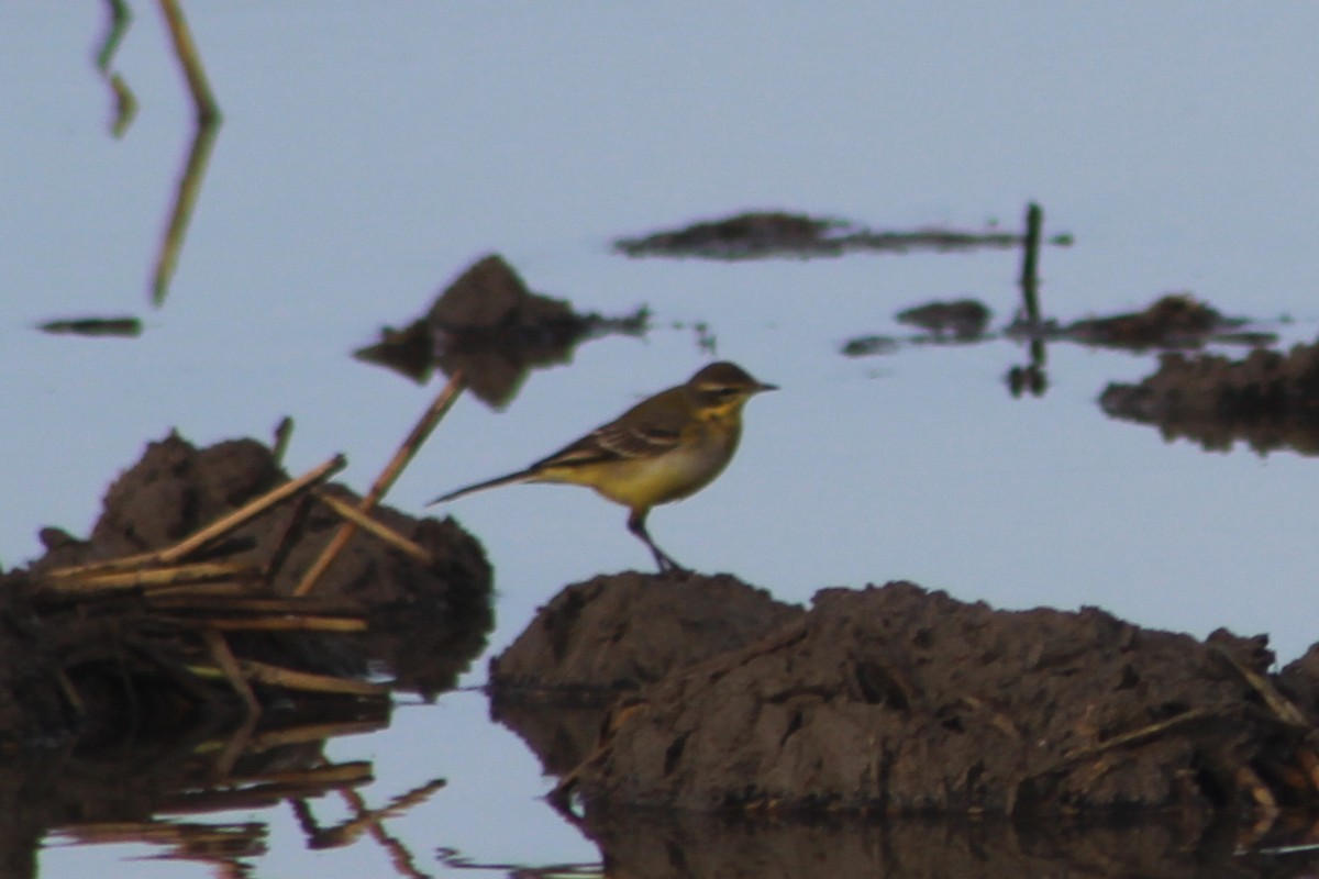 Lavandera Boyera - ML647239405