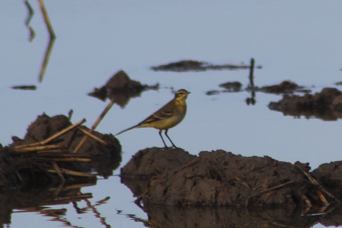 Lavandera Boyera - ML647239406