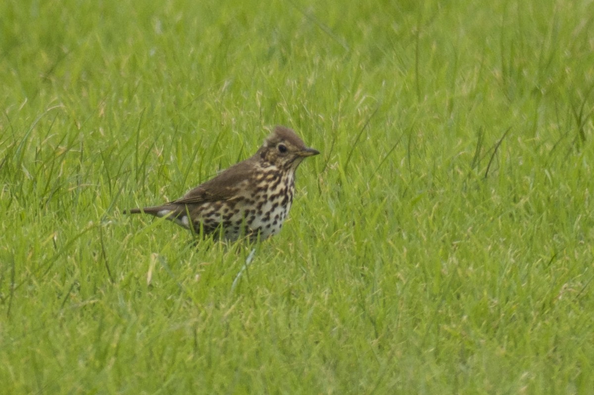 Song Thrush - ML64723941