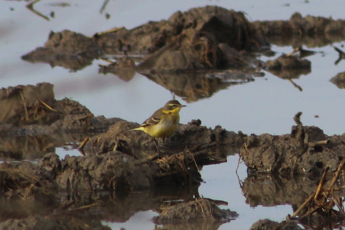 Lavandera Boyera - ML647239411