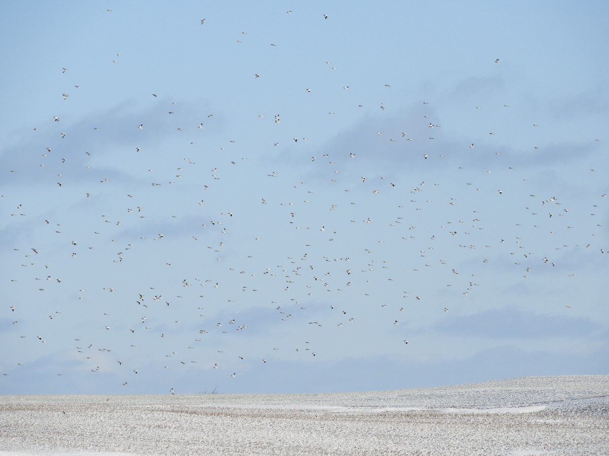 Snow Bunting - ML647239412