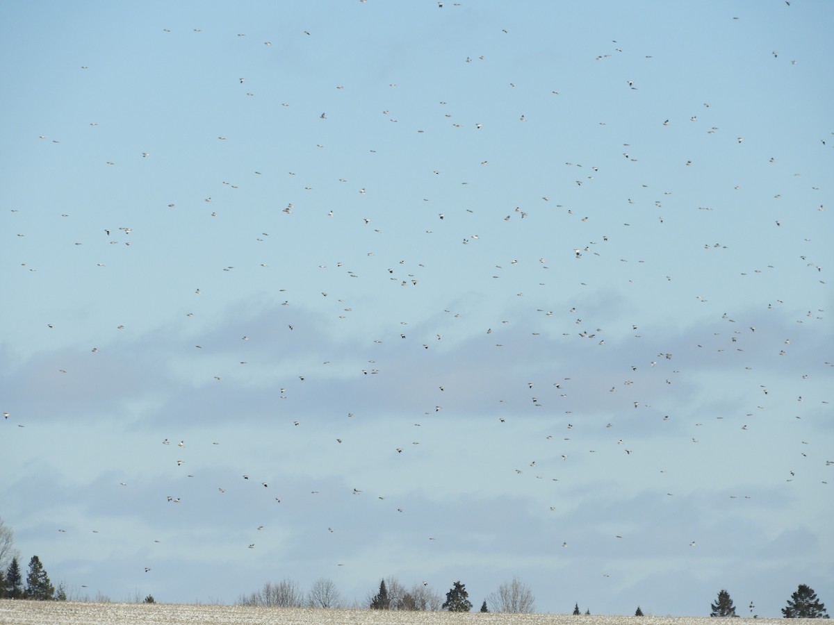 Snow Bunting - ML647239413