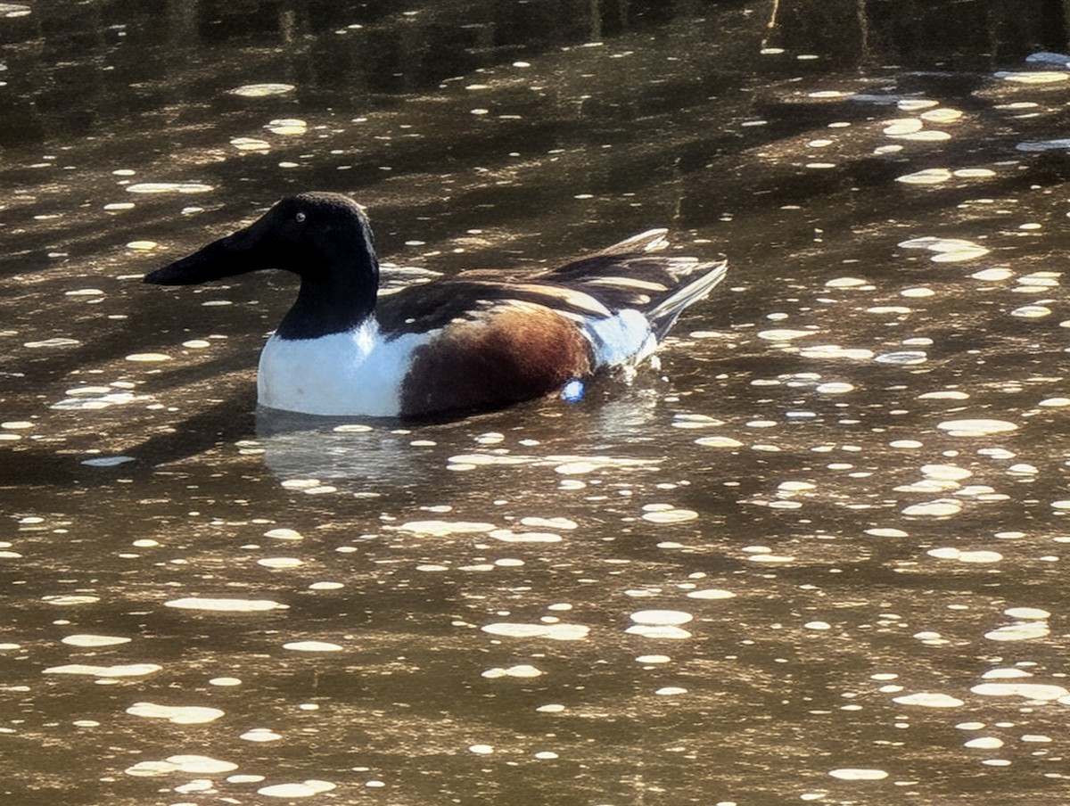 Халбага нугас - ML647239416