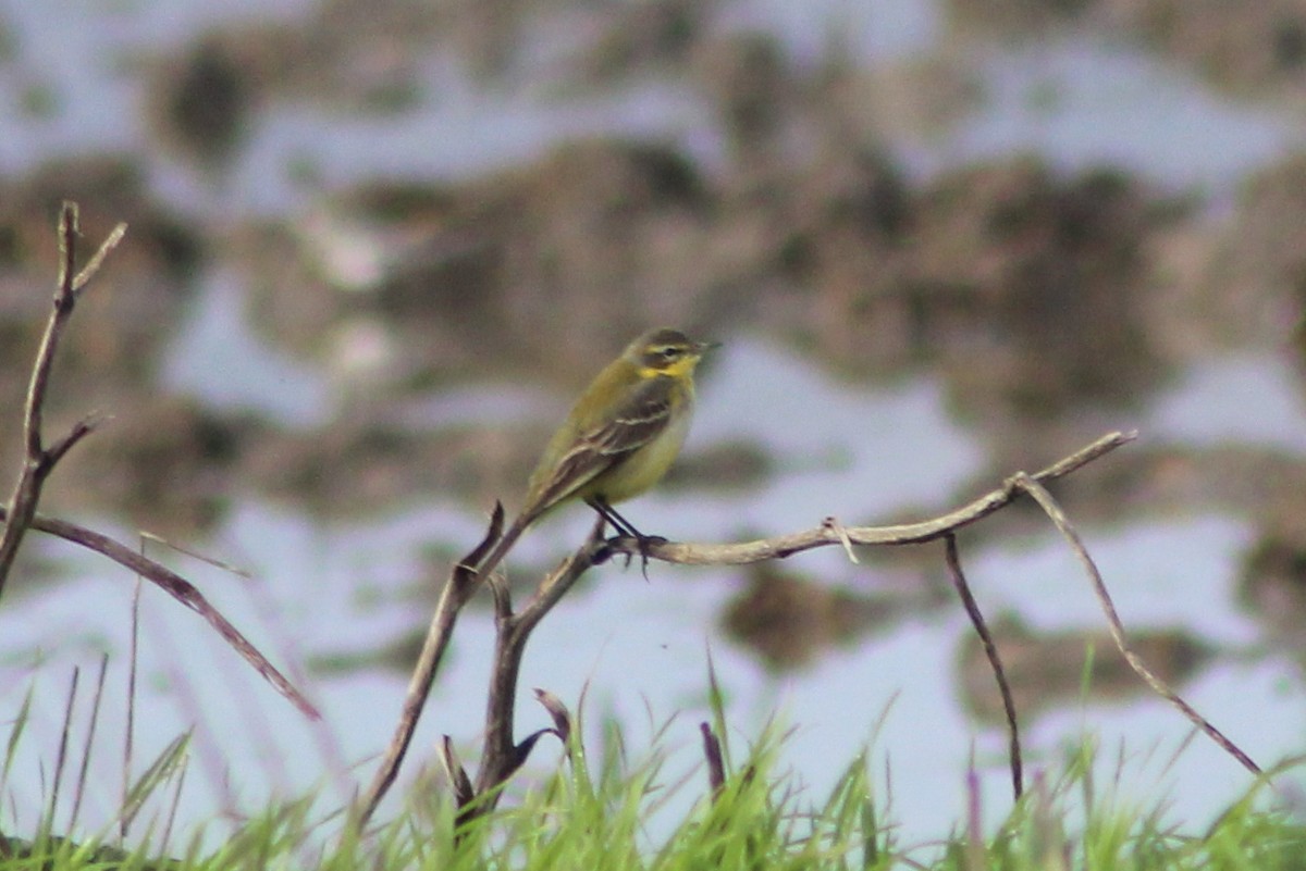 Lavandera Boyera - ML647239421