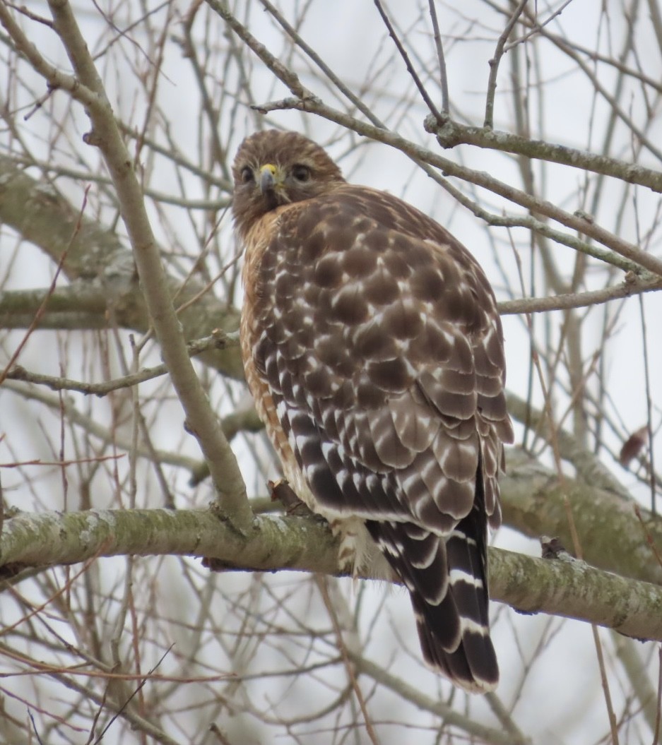 Red-shouldered Hawk - ML647239431