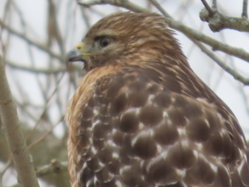 Red-shouldered Hawk - ML647239432
