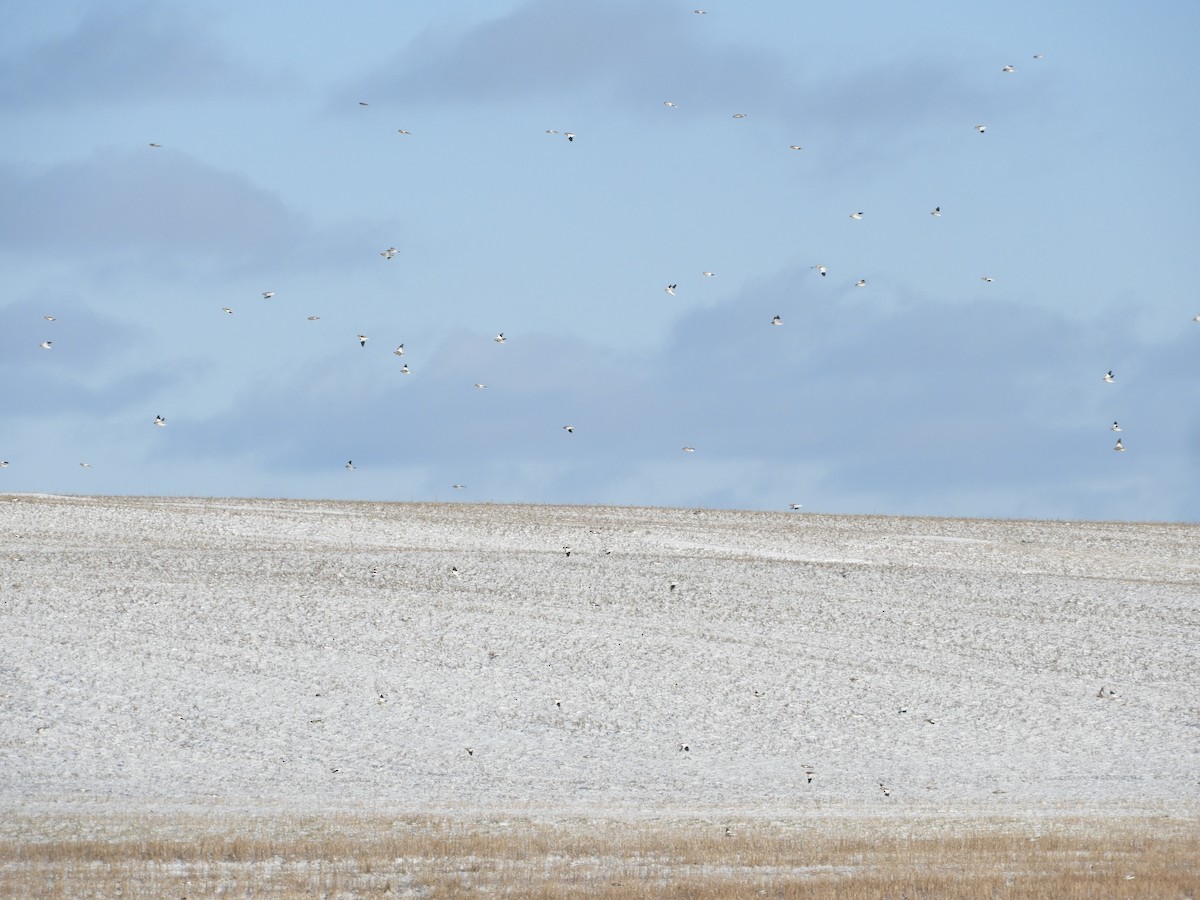 Snow Bunting - ML647239436
