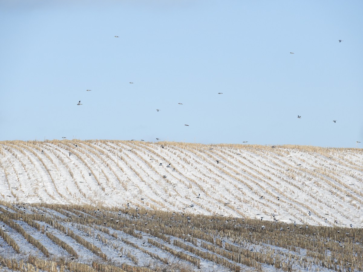 Snow Bunting - ML647239437