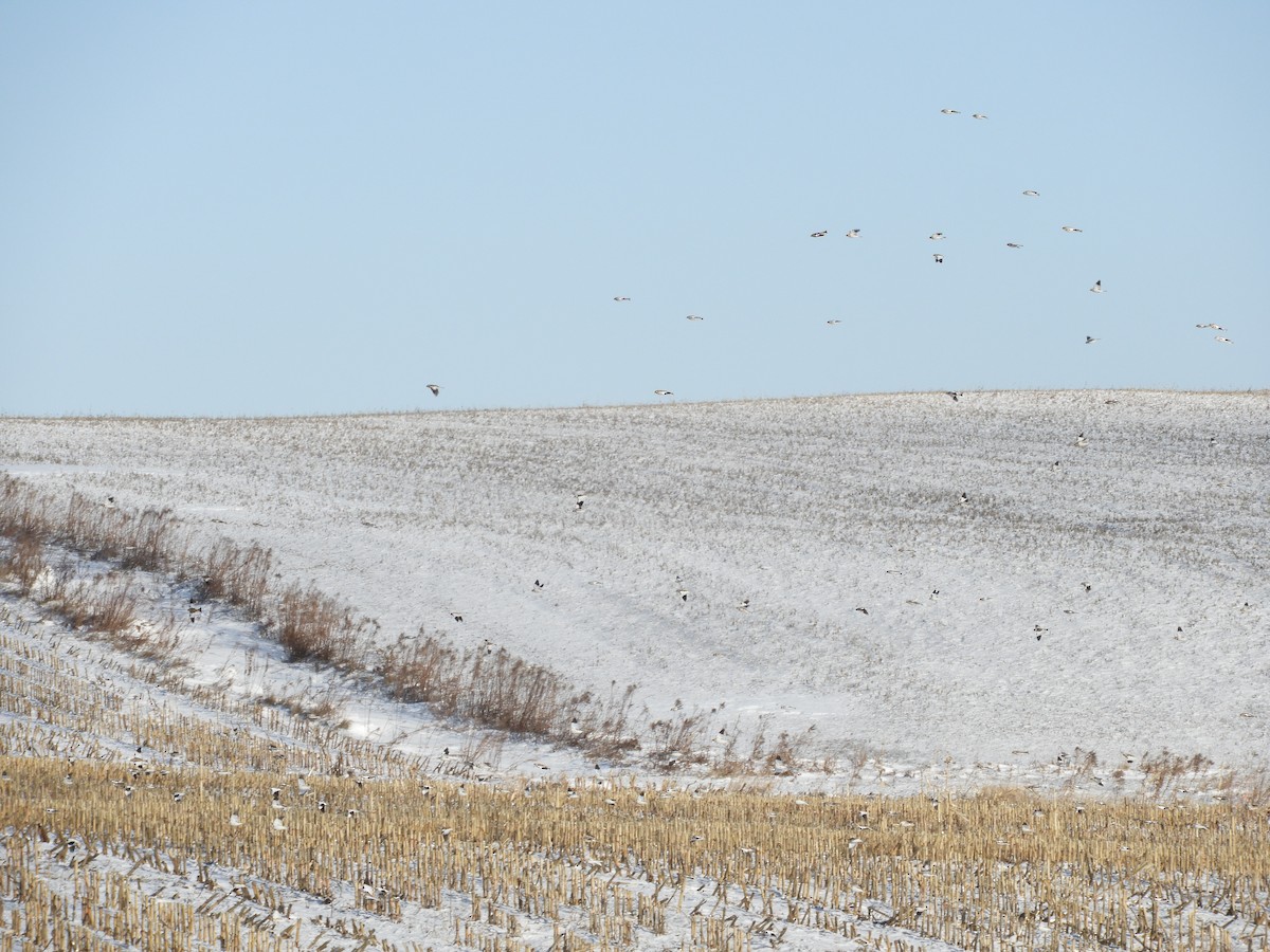 Snow Bunting - ML647239438