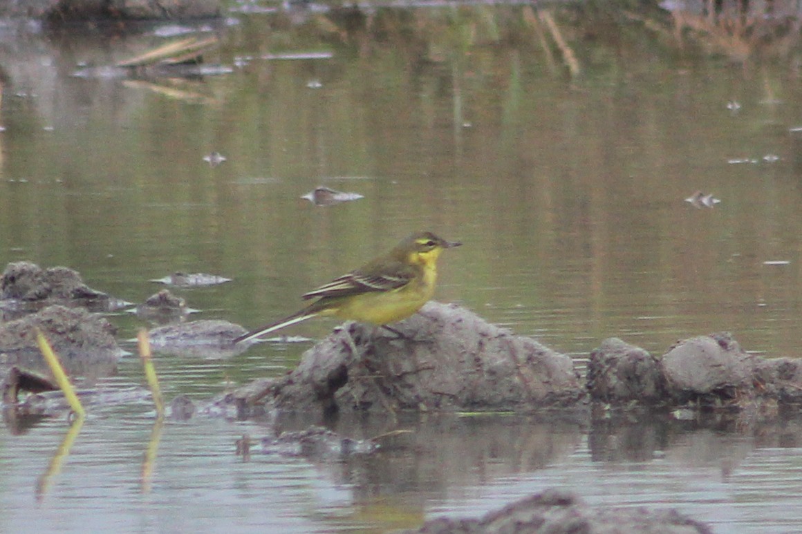 Lavandera Boyera - ML647239447