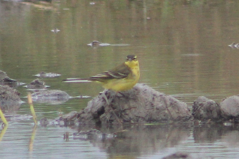 Lavandera Boyera - ML647239448