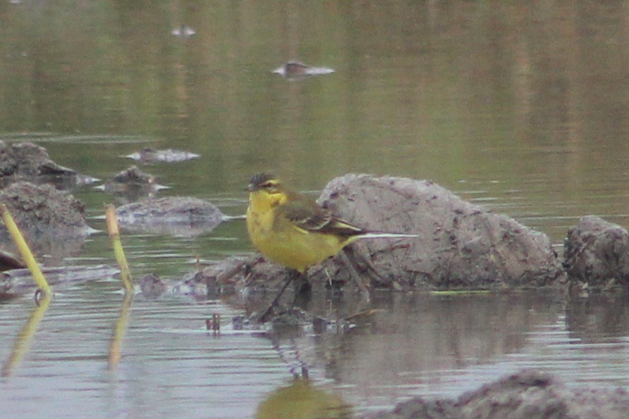 Lavandera Boyera - ML647239449