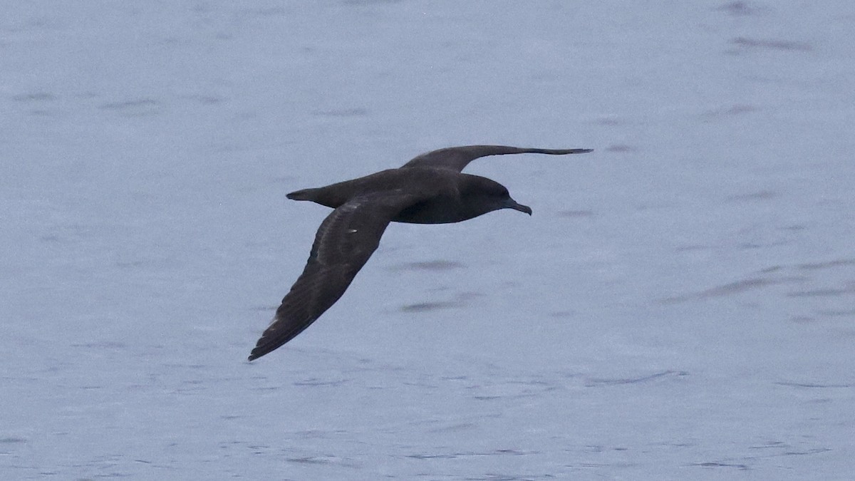 Sooty Shearwater - ML647239450