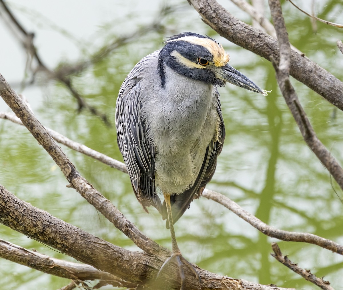 kvakoš žlutočelý - ML647239455