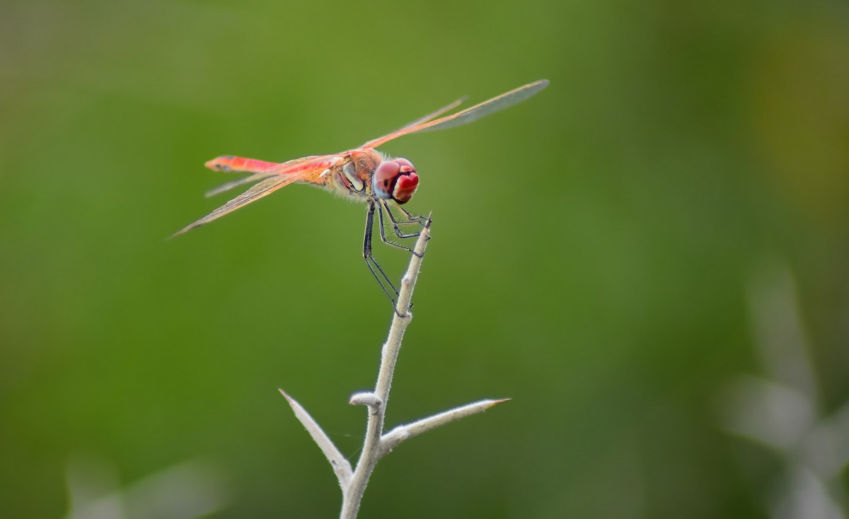 Common Darter - ML647239459