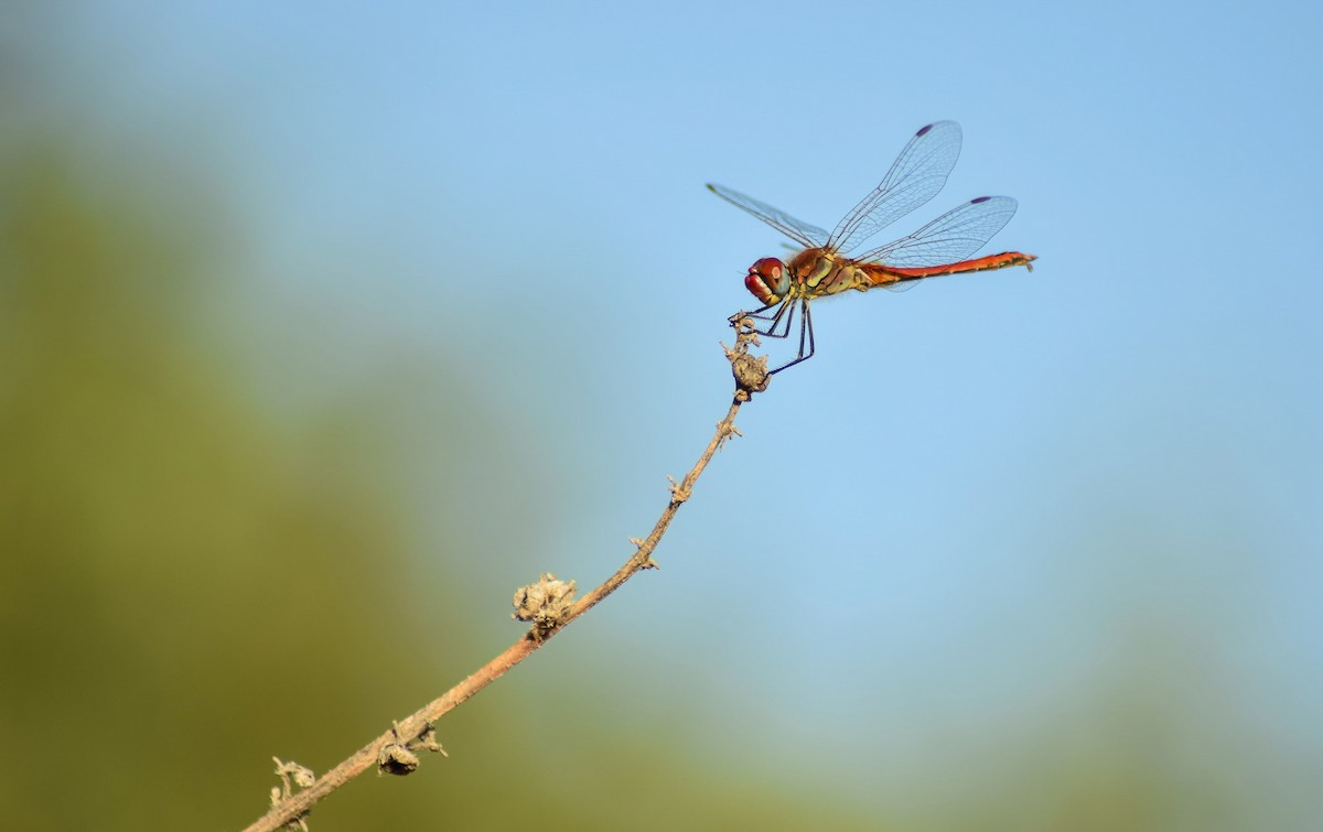Common Darter - ML647239460