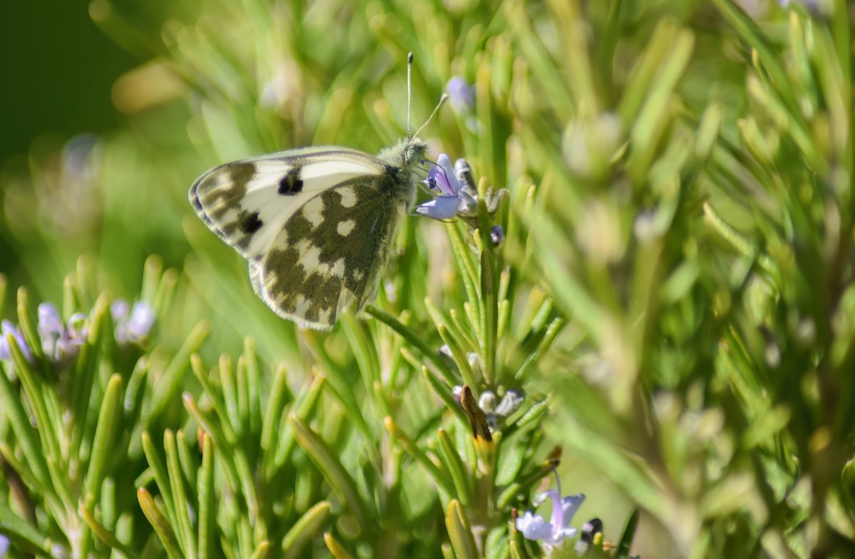Bath White - ML647239461