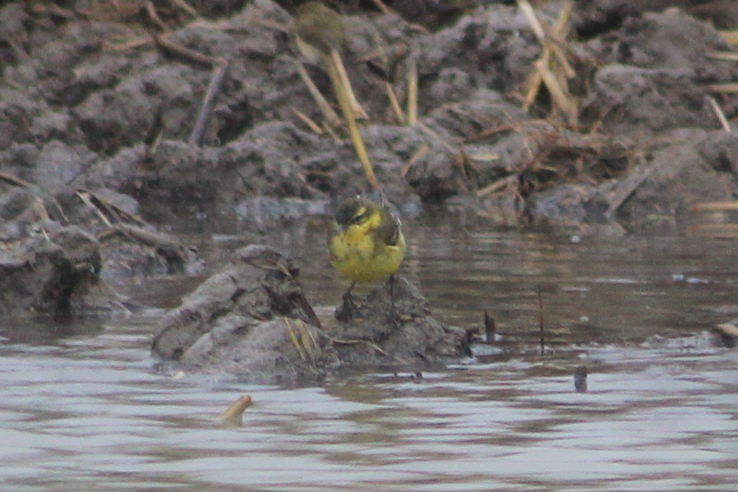 Lavandera Boyera - ML647239462