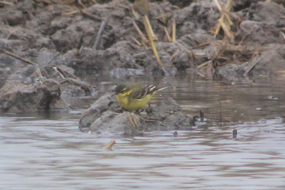 Lavandera Boyera - ML647239463