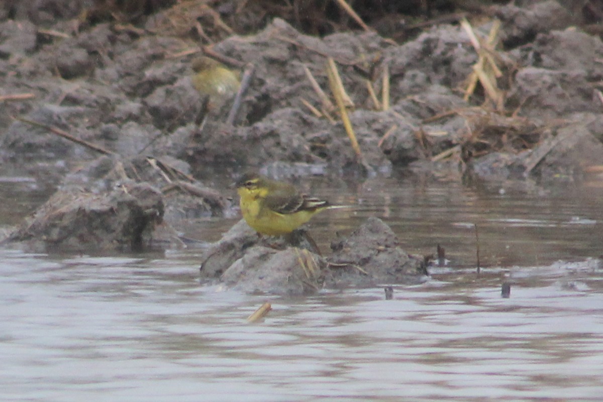 Lavandera Boyera - ML647239464