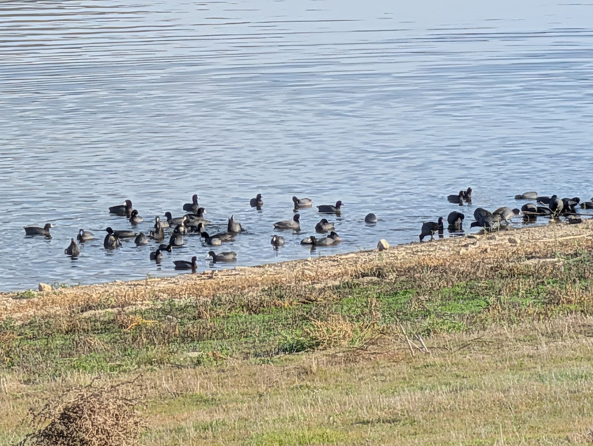 American Coot - ML647239465