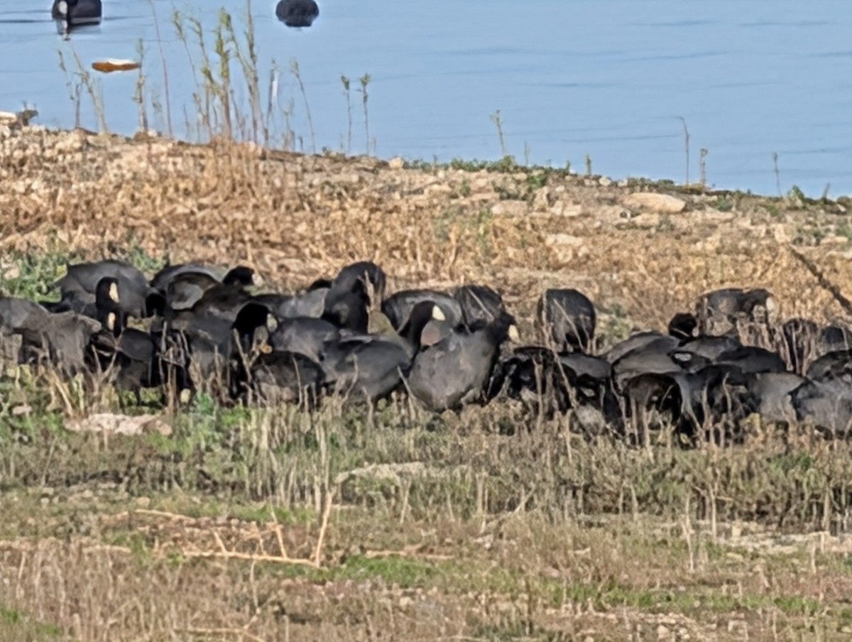 American Coot - ML647239466