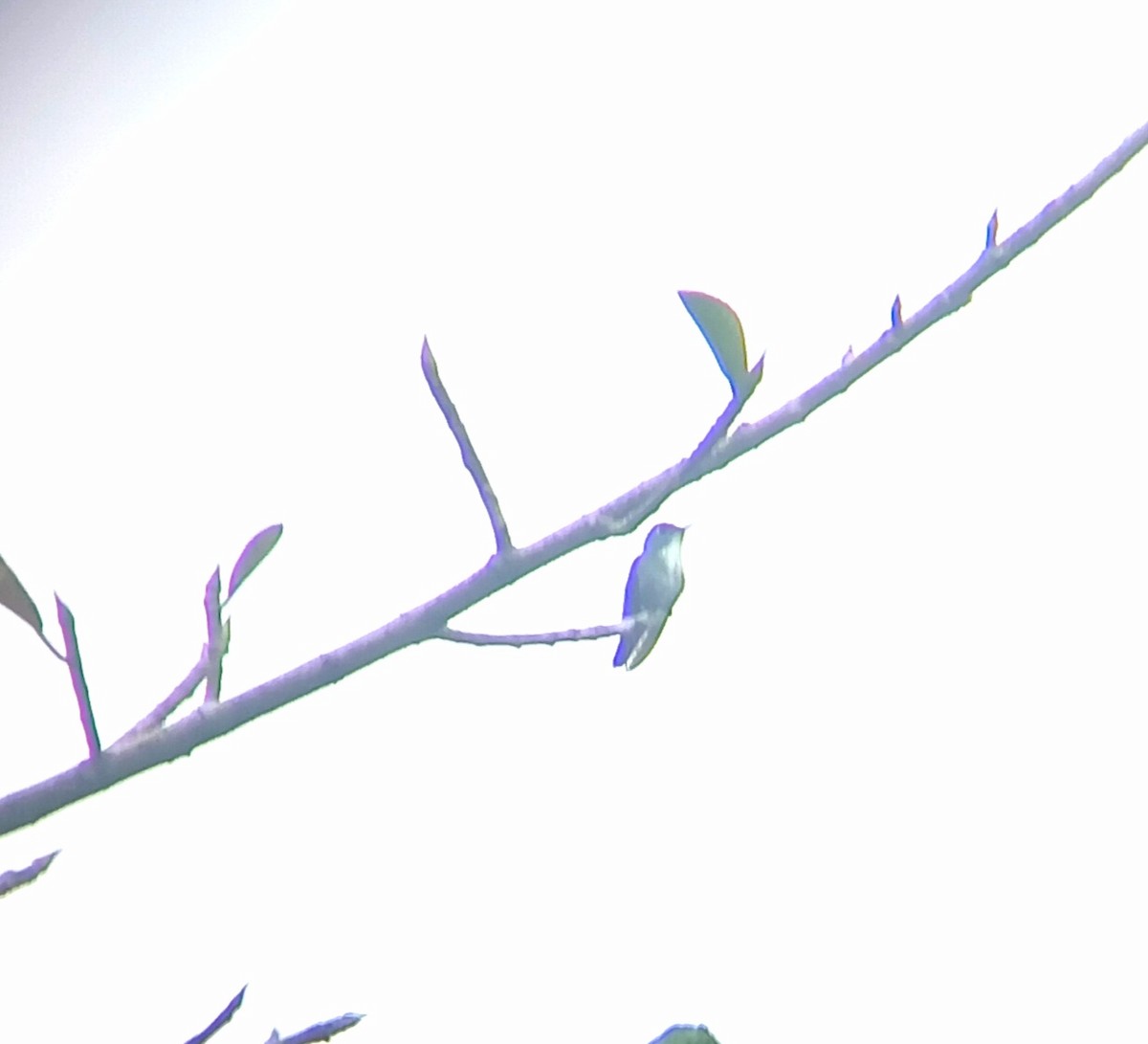 Azure-crowned Hummingbird - ML647239478