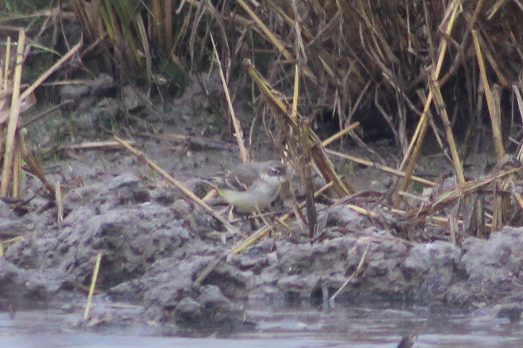 Lavandera Boyera - ML647239480