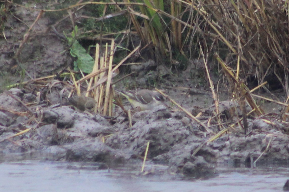 Lavandera Boyera - ML647239481