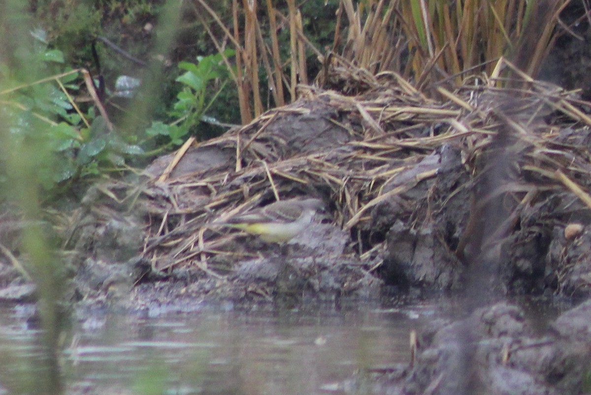 Lavandera Boyera - ML647239482