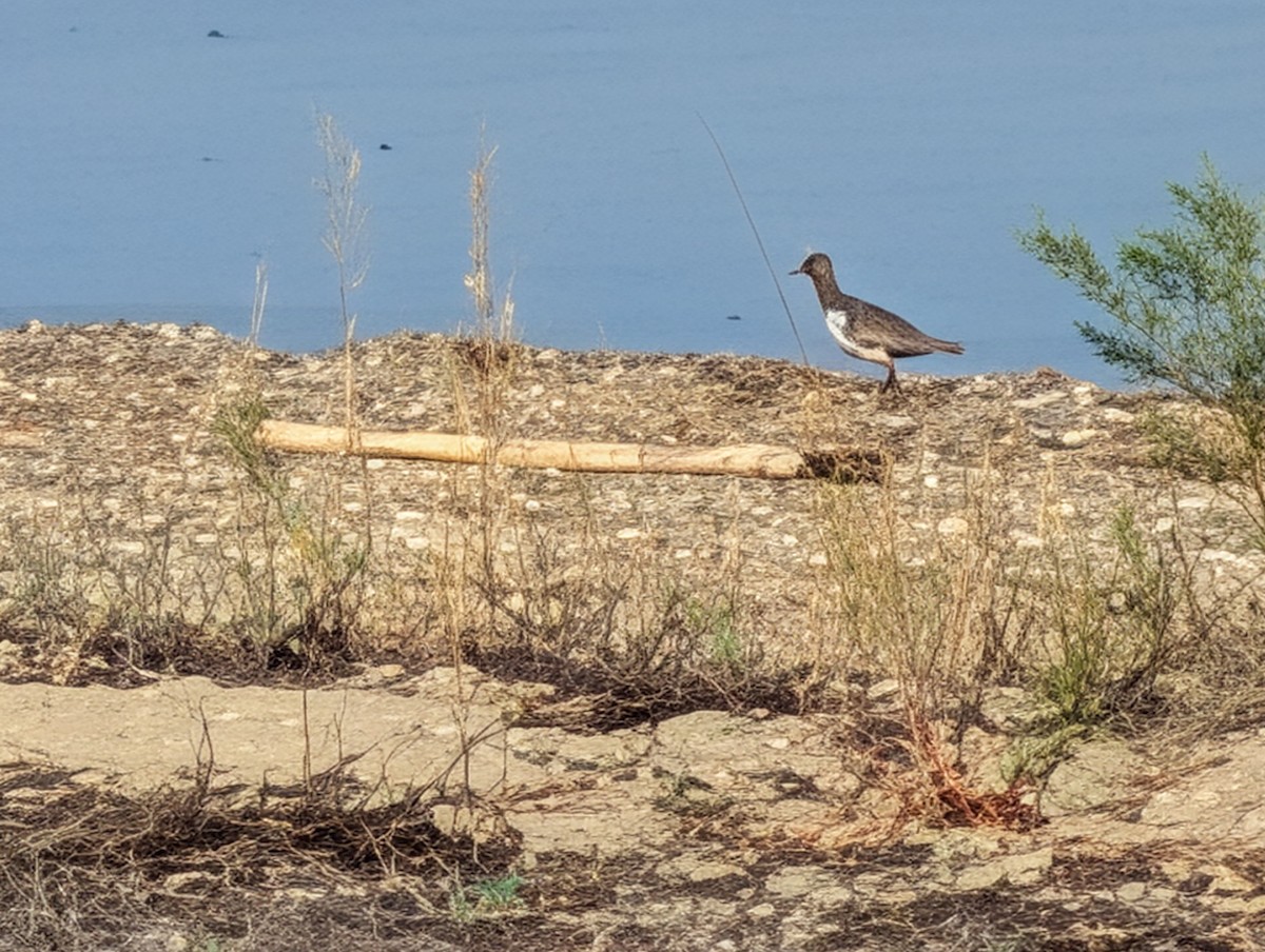 Greater Yellowlegs - ML647239489