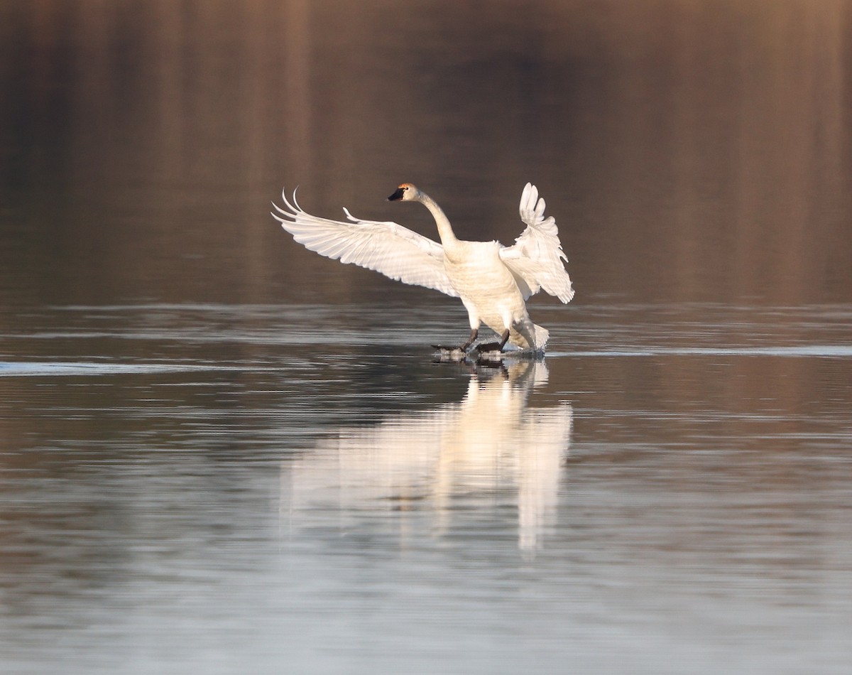 小天鵝(columbianus) - ML647239490