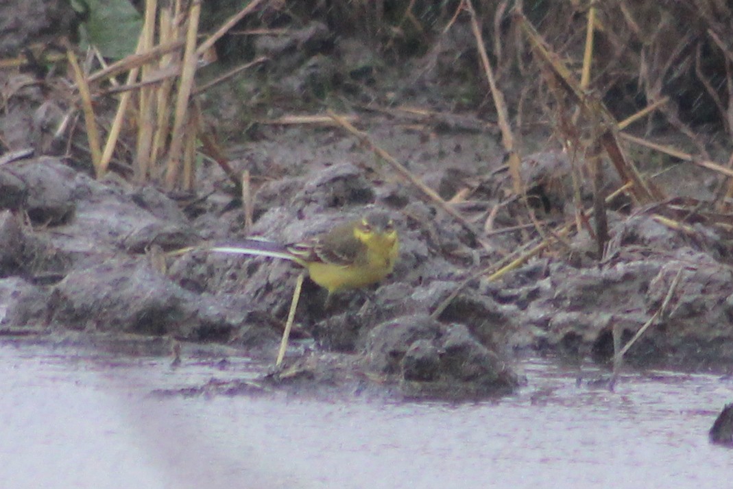 Lavandera Boyera - ML647239492